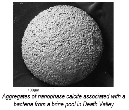 Aggregates of nanophase calcite associated with a bacteria from a brine pool in Death Valley